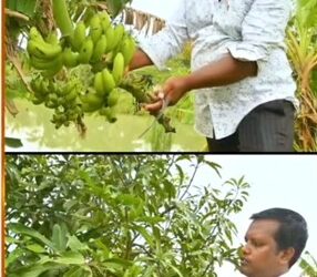 ଉଦ୍ୟାନ କୃଷି ରେ ଅଭିମନ୍ୟୁ ସୃଷ୍ଟି କରିଛନ୍ତି ନୂଆ ପରିଚୟ