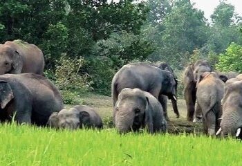 ରଣପୁର ବ୍ଲକ ଶଙ୍ଖମୂଳରେ ୧୬ ହାତୀଙ୍କ ଆତଙ୍କ, ଭୟରେ ଲୋକ :  ୬ ମାଣ ଧାନ ଫସଲ ନଷ୍ଟ