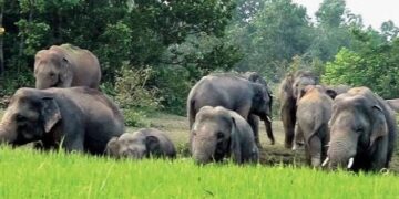 ରଣପୁର ବ୍ଲକ ଶଙ୍ଖମୂଳରେ ୧୬ ହାତୀଙ୍କ ଆତଙ୍କ, ଭୟରେ ଲୋକ :  ୬ ମାଣ ଧାନ ଫସଲ ନଷ୍ଟ